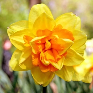 Bulbi de Narcise Monza 1