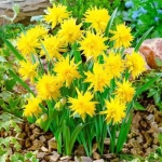 Bulbi de Narcise Rip van Winkle 1