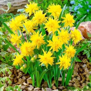 Bulbi de Narcise Rip van Winkle 1