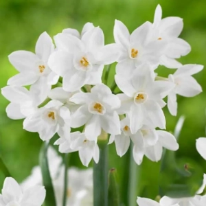 Bulbi de Narcise Papper White Ziva 1