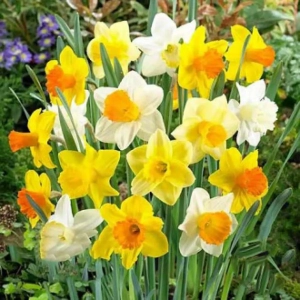 Bulbi de Narcise trumpet mix colors 1