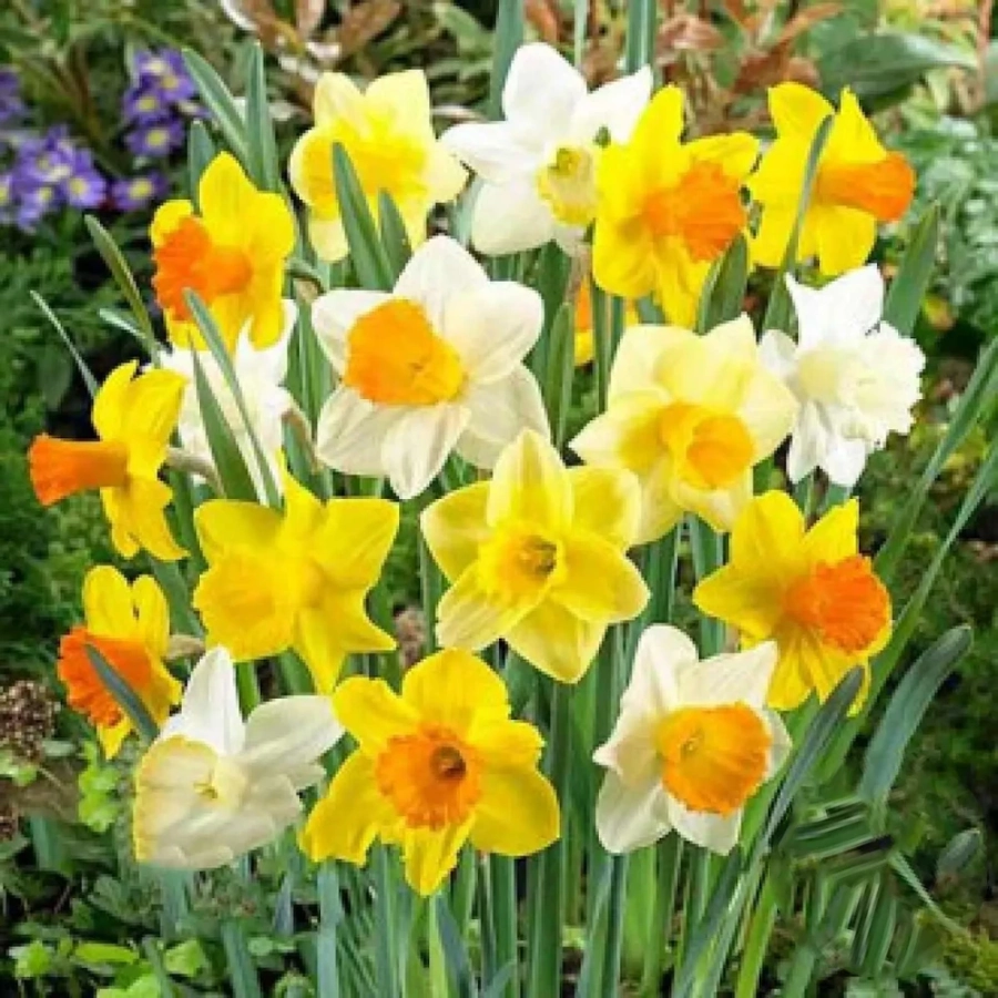 Narcise-trumpet-mix-colors-5469 Bulbi de Narcise trumpet mix colors 1