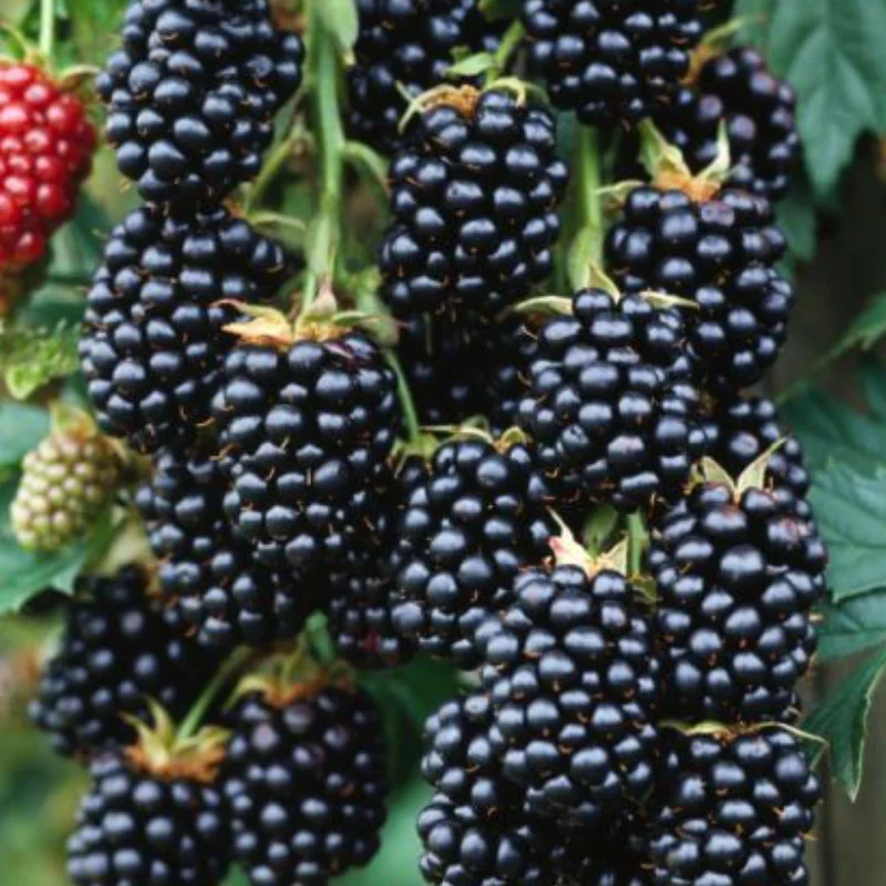 Arbust fructifer - Mur Pomosior Anul 3 - Navaho - Inaltime 1 - 1.20 m cu Radacina Impachetata 2