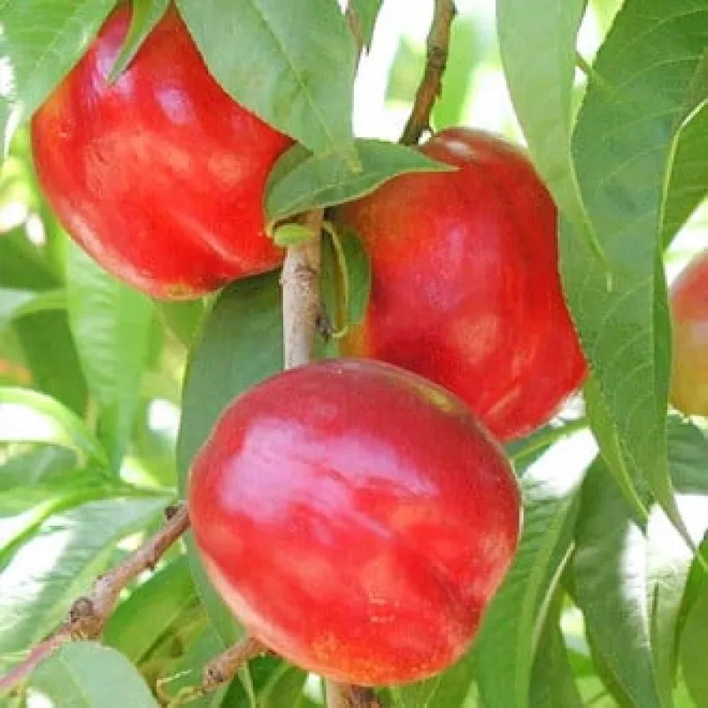 Nectarin-Aeris Pom fructifer - Nectarin Aeris 1