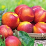 Pom fructifer - Nectarin Fire Earth 1