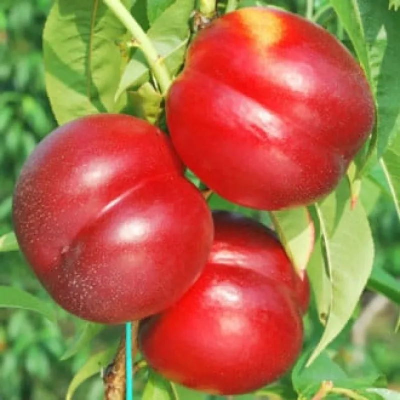 Pom fructifer - Nectarin Madego 1