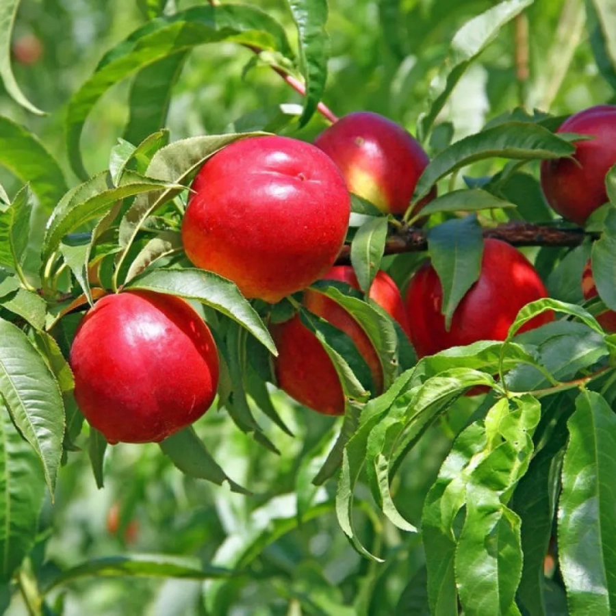Pom fructifer - Nectarin Nectared 1