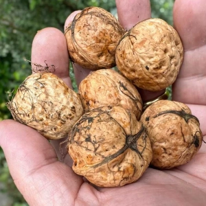 Pom Fructifer - Nuc Carpatica 2