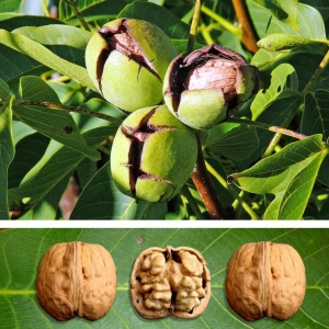 Pom Fructifer - Nuc Lara 1