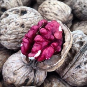 Pom Fructifer - Nuc Rubin 2