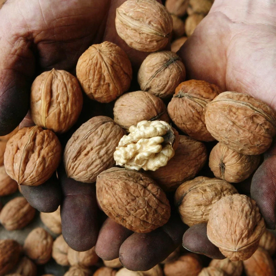 Pom Fructifer - Nuc Serr 2