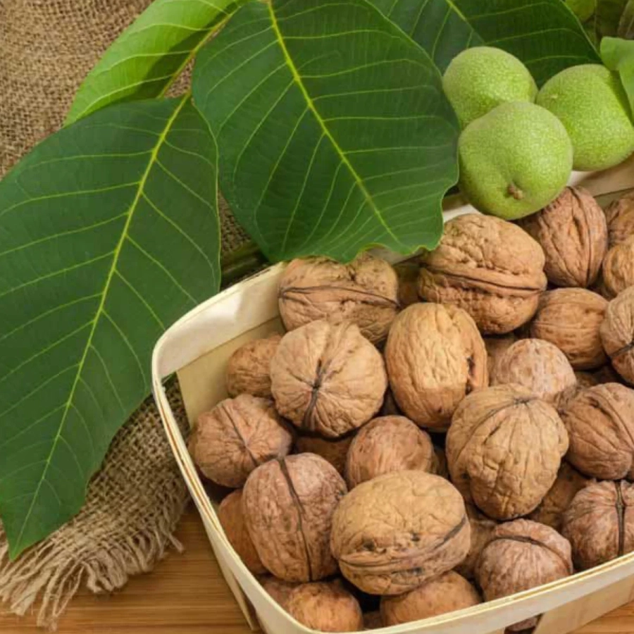 Pom Fructifer - Nuc Tulare 1