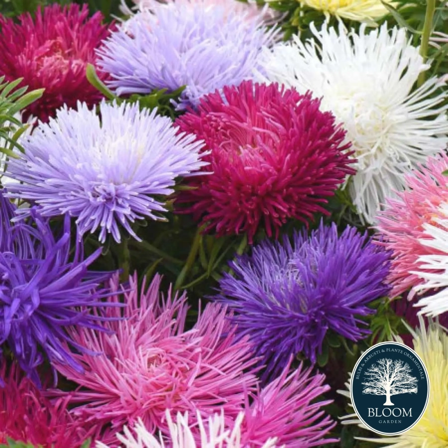 Ochiul-Boului Seminte Ochiul Boului 1