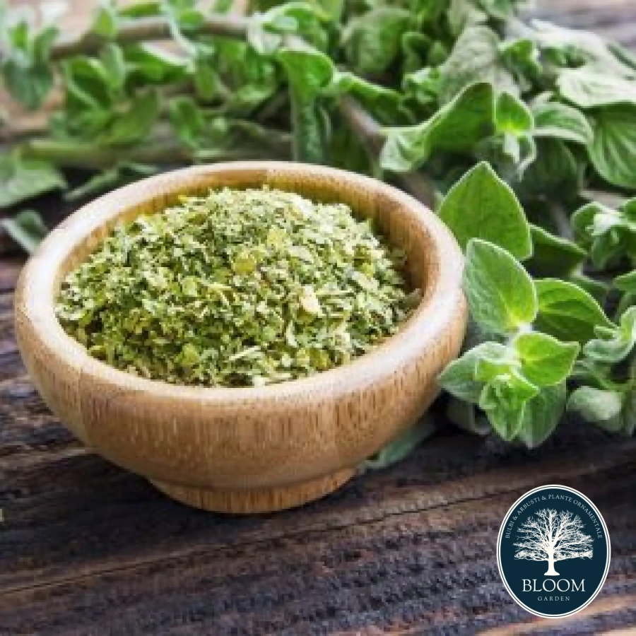 Oregano Seminte Oregano 1