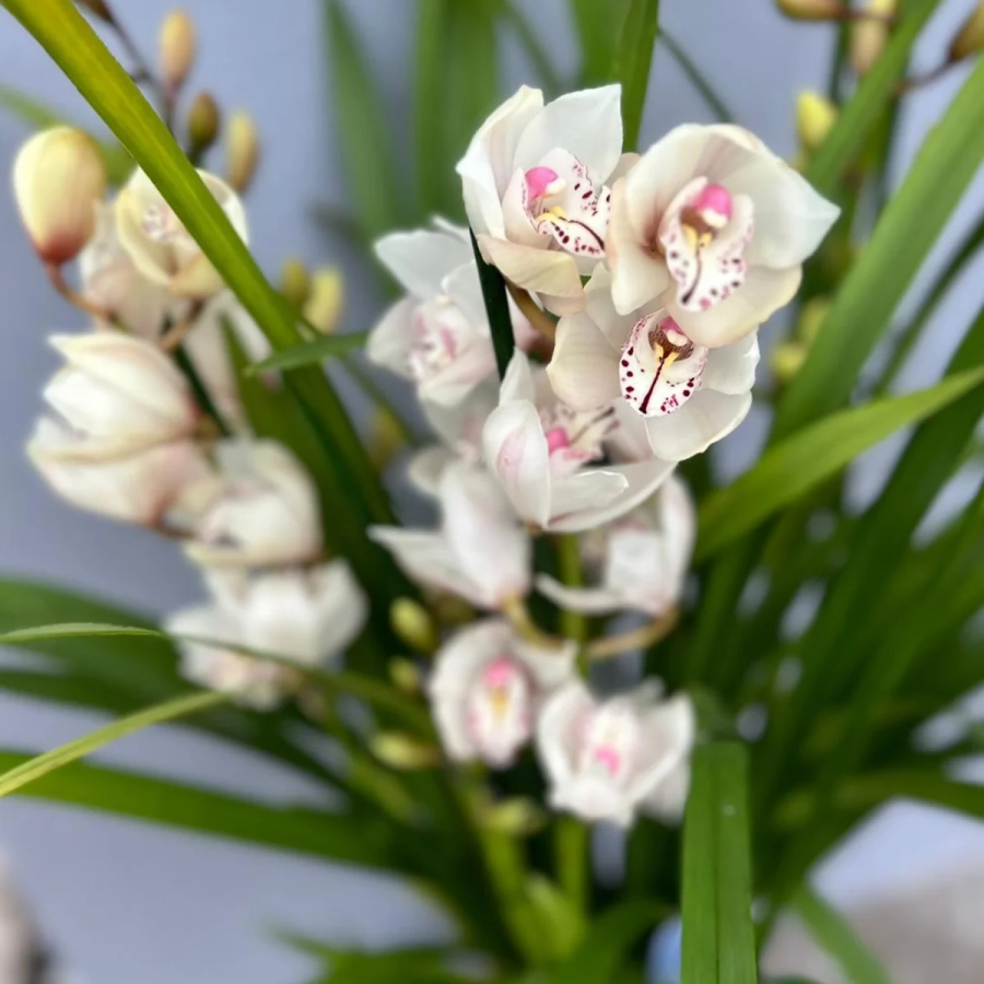 Orhidee Cymbidium - Alba la Ghiveci - Inaltime 70 - 80 cm 2