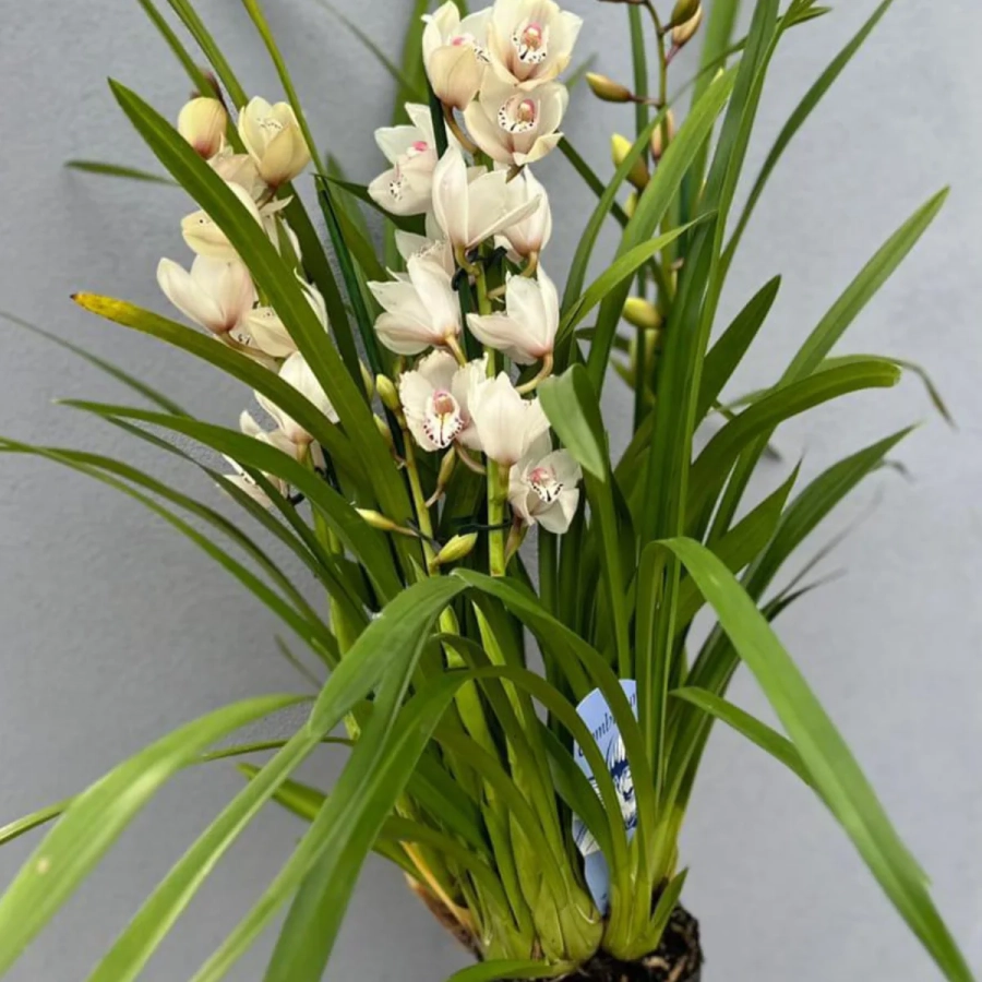 Orhidee Cymbidium - Alba la Ghiveci - Inaltime 70 - 80 cm 1