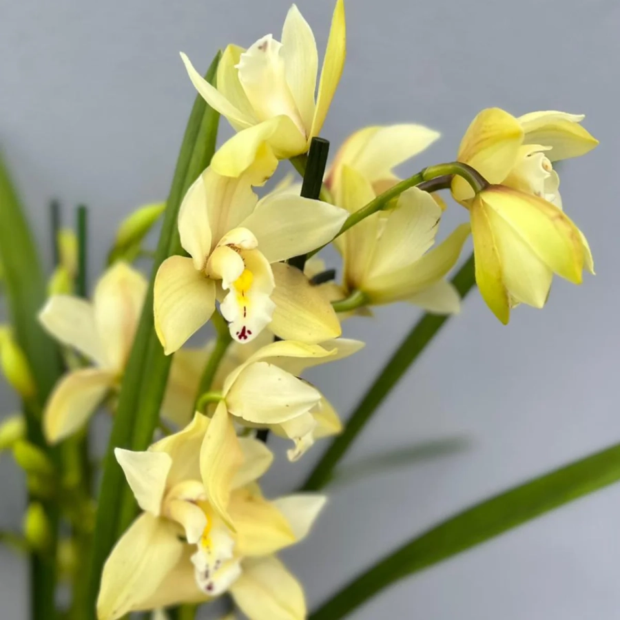 Orhidee Cymbidium - Galbena la Ghiveci - Inaltime 70 - 80 cm 2