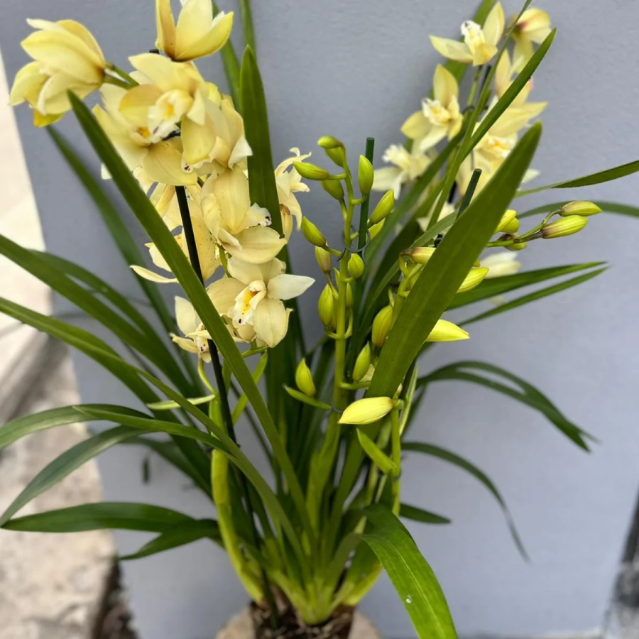 Orhidee Cymbidium - Galbena la Ghiveci - Inaltime 70 - 80 cm 1