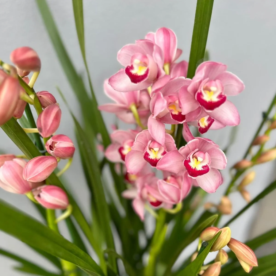 Orhidee Cymbidium - Roz la Ghiveci - Inaltime 70 - 80 cm 2
