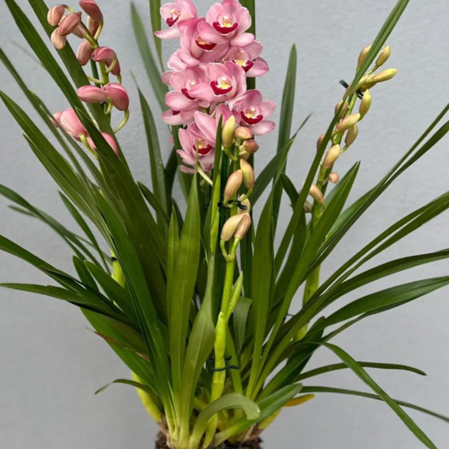 Orhidee-Roz Orhidee Cymbidium - Roz la Ghiveci - Inaltime 70 - 80 cm 1