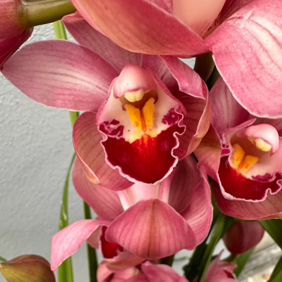 Orhidee Cymbidium - Ivone la Ghiveci - Inaltime 70 - 80 cm 2