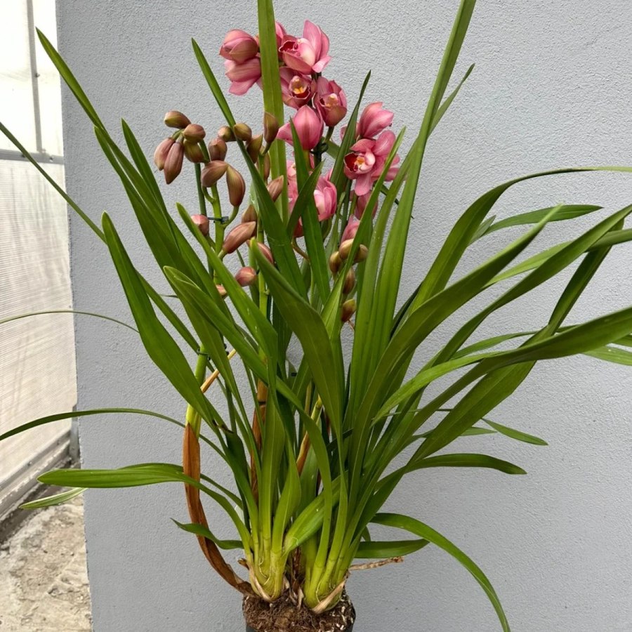 Orhidee Cymbidium - Ivone la Ghiveci - Inaltime 70 - 80 cm 1
