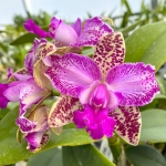 Orhidee de Gradina Yuang Dung 1