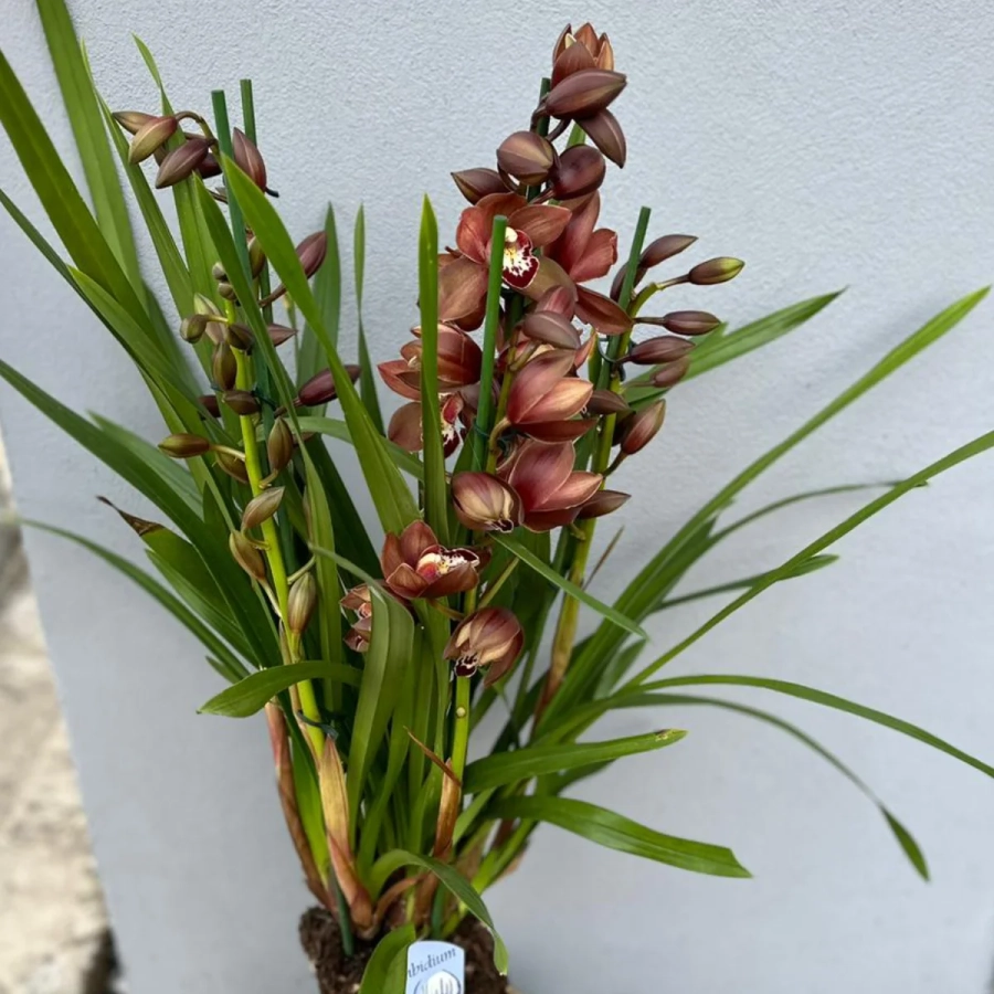 Orhidee-visinie Orhidee Cymbidium - Melany la Ghiveci - Inaltime 70 - 80 cm 1