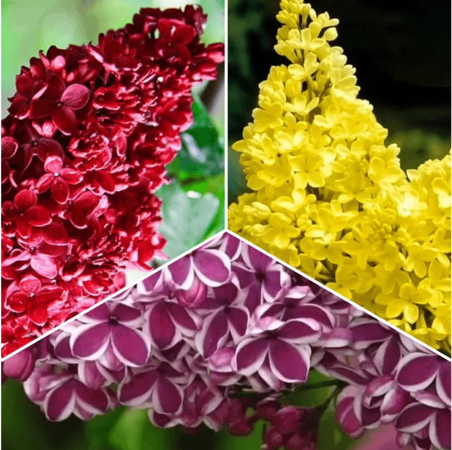 P.-Promo-10 Pachet PROMO 10 - Liliac Rosu / Liliac Double Color / Liliac Galben 1