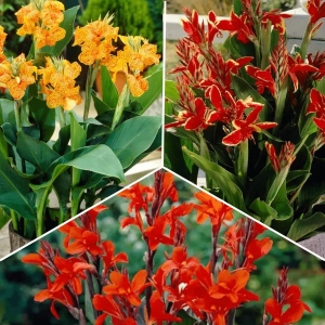 Pachet PROMO 11 - Canna Indica Lucifer / Canna Indica Picasso / Canna Indica Rosie 1