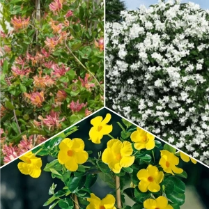 Pachet PROMO 12 - Mandevila Yellow / Iasomie Minnesota / Caprifoi Mana Maicii Domnului Hecrotti 1