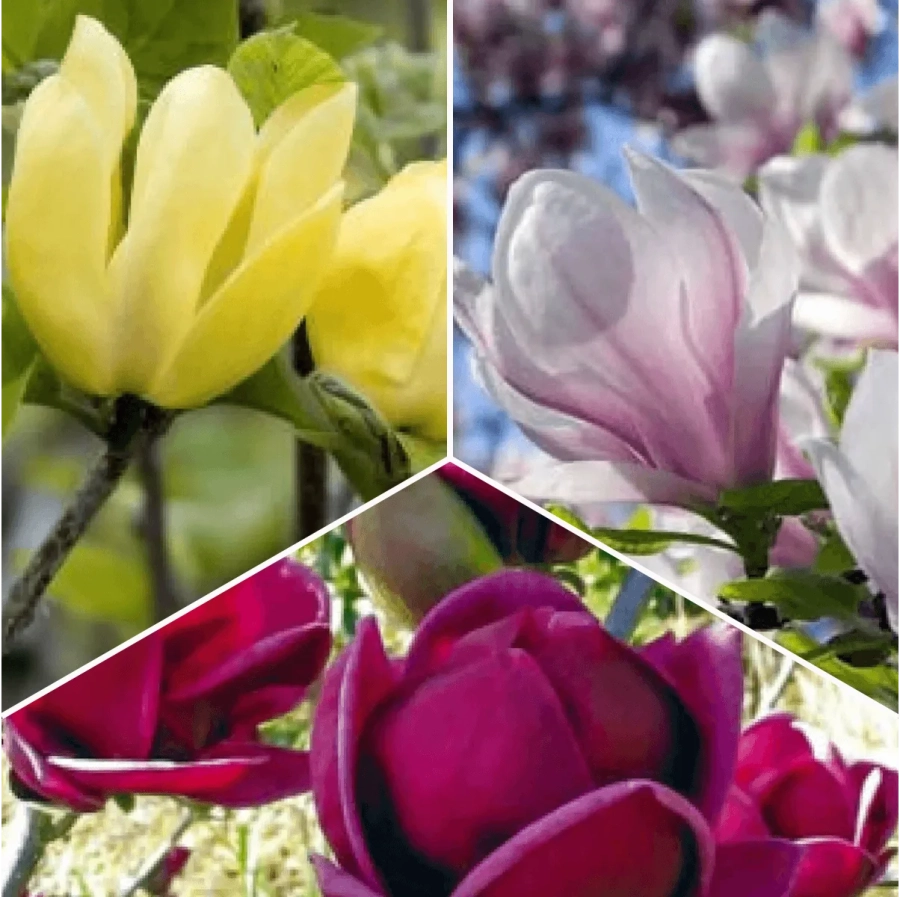 Pachet PROMO 13 - Magnolia Black Tulip / Magnolia Yellow Bird / Magnolia Heavy Scent 1