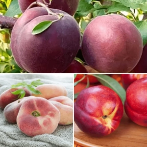 Pachet PROMO 17 - Piersic Plat Saturn / Nectarin Andosa / Cais Black Veluet 1