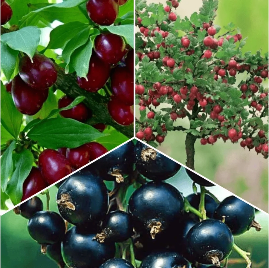 P.-Promo-18 Pachet PROMO 18 - Corn pe Picior la Ghiveci / Agris rosu tip pom la ghiveci / Coacaz negru tip pom la ghiveci 1