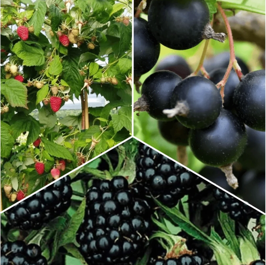 P.-Promo-19 Pachet PROMO 19 - Josta Pom la Ghiveci / Mur tip Pom la Ghiveci / Zmeur tip Pom la Ghiveci 1