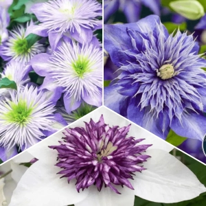 Pachet PROMO 02 - Clematis Florida Sieboldi / Clematis Multi Blue / Clematis Crystal Fountain - Ghiveci - Ghiveci 2 l 1