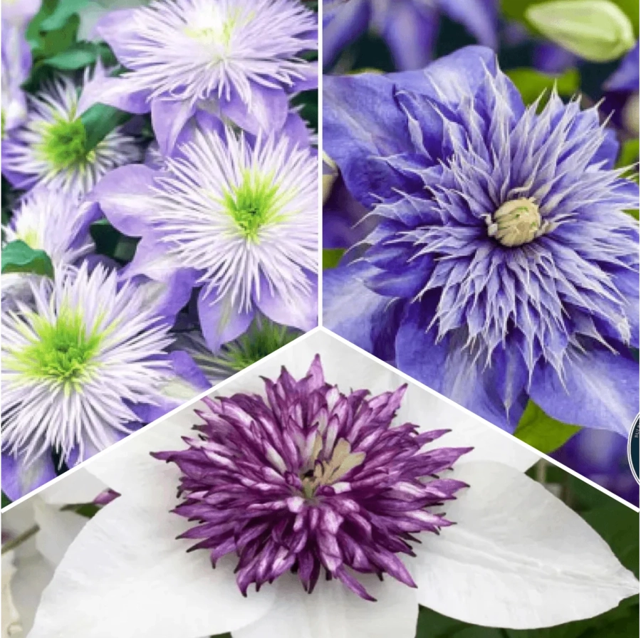 P.-Promo-2 Pachet PROMO 02 - Clematis Florida Sieboldi / Clematis Multi Blue / Clematis Crystal Fountain - Ghiveci - Ghiveci 2 l 1