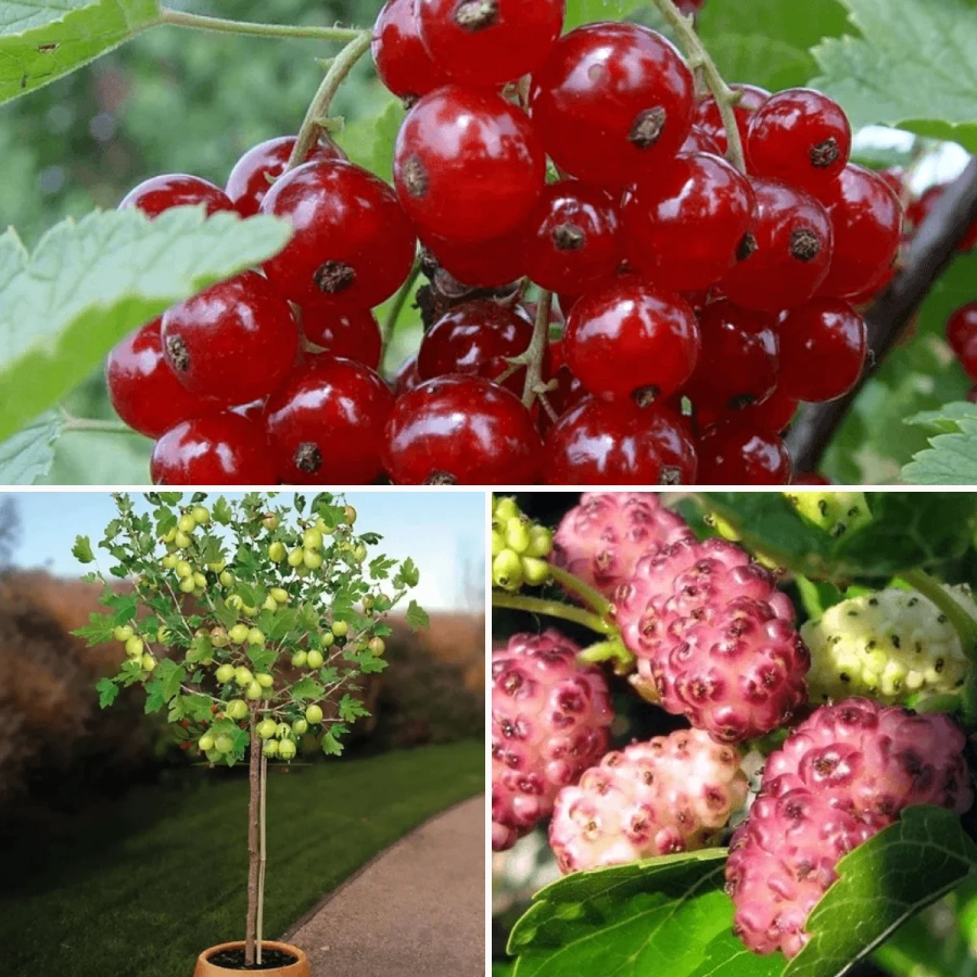 P.-Promo-20 Pachet PROMO 20 - Agris Verde tip Pom la Ghiveci / Dud Dark Princes la Ghiveci / Coacaz Rosu tip Pomisor la Ghiveci 1