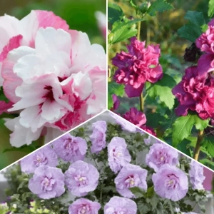 Pachet PROMO 23 - Mix Trio Hibiscus - French Cabaret Pastel / Lavender Chiffon / French Cabaret Red - Ghiveci 5 l 1