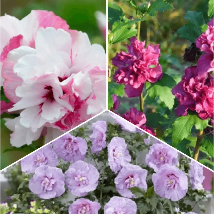 P.-Promo-23 Pachet PROMO 23 - Mix Trio Hibiscus - French Cabaret Pastel / Lavender Chiffon / French Cabaret Red - Ghiveci 5 l 1