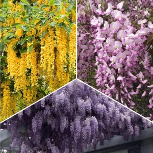 Pachet PROMO 03 - Wisteria Cataratoare Roz Lipstick / Wisteria Cataratoare Dark Purple / Wisteria Cataratoare Galbena 1