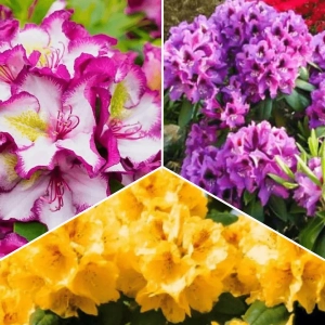 Pachet PROMO 04 - Rhododendron Auriu / Rhododendron Pushy Purple / Rhododendron Rasputin 1