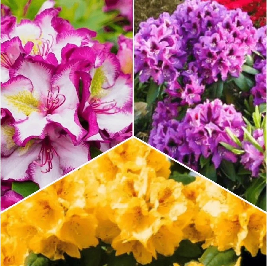 P.-Promo-4 Pachet PROMO 04 - Rhododendron Auriu / Rhododendron Pushy Purple / Rhododendron Rasputin 1