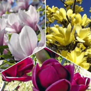 Pachet PROMO 06 - Magnolia Heavy Scent / Magnolia Yellow River / Magnolia Black Tulip 1