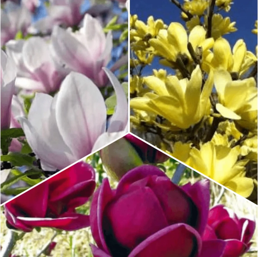 Pachet PROMO 06 - Magnolia Heavy Scent  / Magnolia Yellow River / Magnolia Black Tulip 1