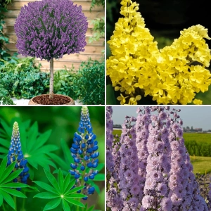 Pachet PROMO 09 - Lupin Albastru / Lavanda Pomisor Mov / Liliac Galben / Delphinium Highlander Cha Cha 1