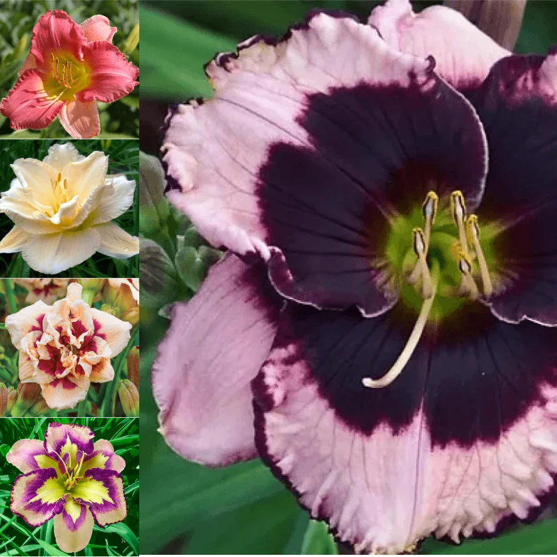 Pachet Promo Crini Hemerocallis Mix 1 1