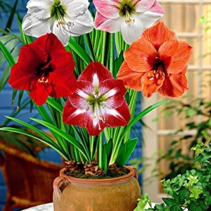 Pachet Promo Amaryllis Mix 1 1