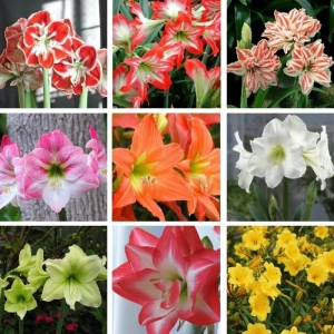 Pachet Promo Amaryllis Mix 2 1
