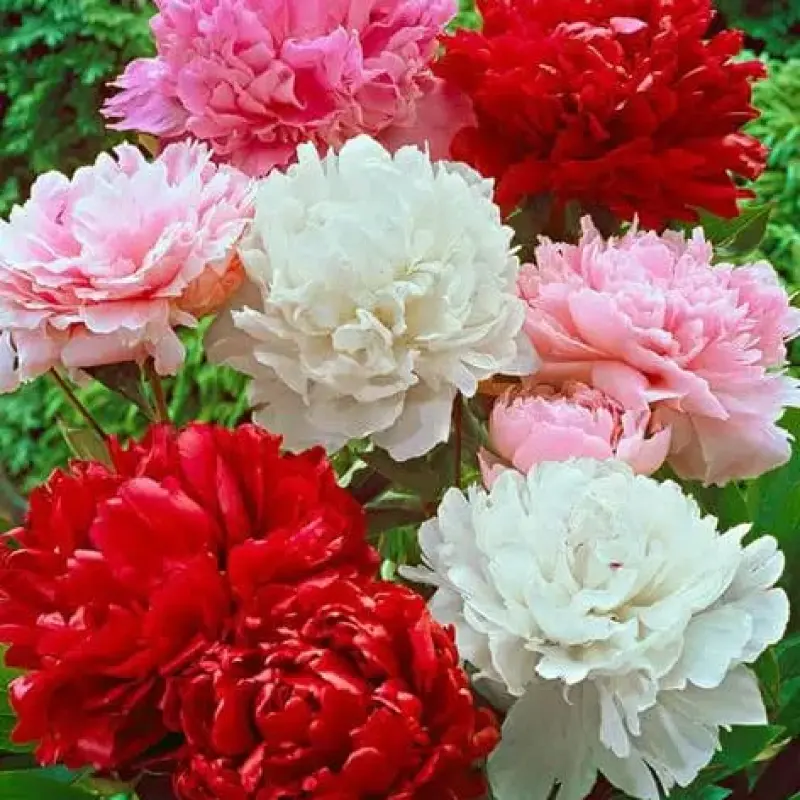 Pachet-Promotional-Bujor-Parfumat-5-buc-Mix Pachet Promo Bujor Parfumat Mix 1